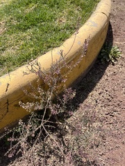 Magnoliopsida