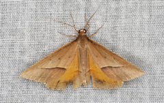 Epidesmia chilonaria