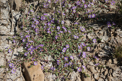 Lythrum flexuosum