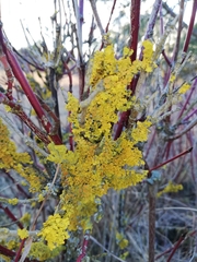 Xanthoria parietina