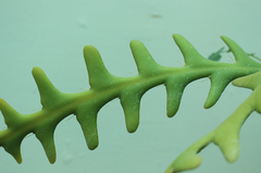 Disocactus anguliger