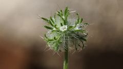 Cryptantha nevadensis