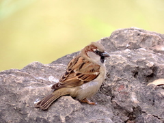 Passer domesticus