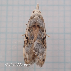 Metacosmesis laxeuta