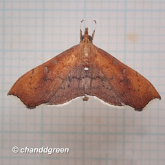 Hyalobathra micralis