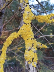 Xanthoria parietina