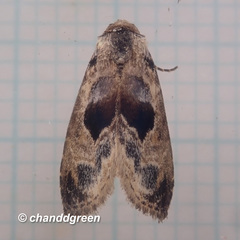 Meekistrotia molybdota