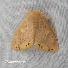 Euproctis quadrangularis