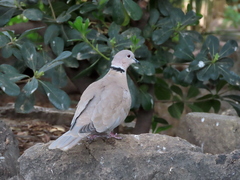Streptopelia decaocto