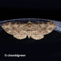 Pseudocollix hyperythra