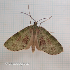 Sauris purpurotincta