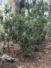 Myrsine cubana