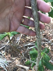 Myrsine cubana
