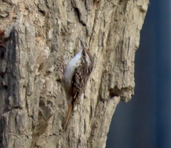 Certhia brachydactyla