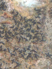 Pseudoschismatomma rufescens