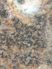 Pseudoschismatomma rufescens