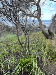 Cyclophyllum coprosmoides coprosmoides