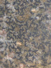 Pseudoschismatomma rufescens