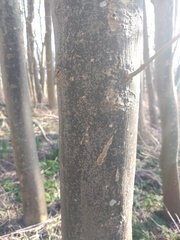 Pseudoschismatomma rufescens