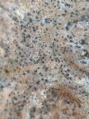 Pseudoschismatomma rufescens