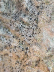 Pseudoschismatomma rufescens