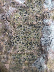 Pseudoschismatomma rufescens