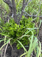 Cyclophyllum coprosmoides coprosmoides