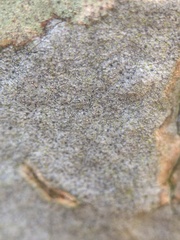 Pseudoschismatomma rufescens