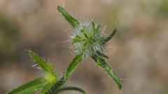 Cryptantha nevadensis