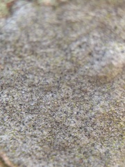 Pseudoschismatomma rufescens