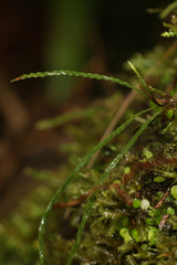 Cochlidium serrulatum