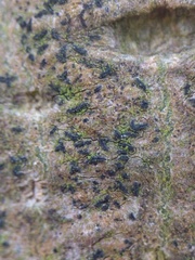 Pseudoschismatomma rufescens