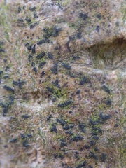 Pseudoschismatomma rufescens