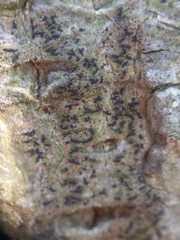 Pseudoschismatomma rufescens