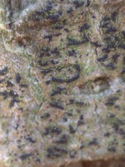 Pseudoschismatomma rufescens