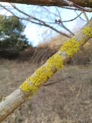 Xanthoria parietina