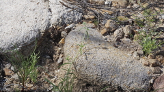 Cryptantha nevadensis