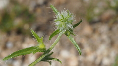 Cryptantha nevadensis