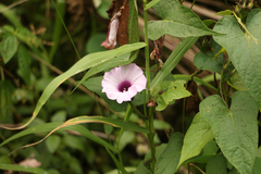 Ipomoea setifera