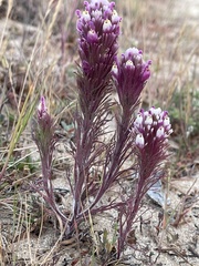 Castilleja exserta latifolia