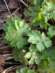Geranium phaeum