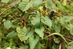 Ipomoea setifera