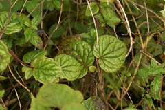 Mikania fragilis