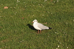 Chroicocephalus ridibundus