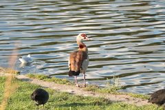 Alopochen aegyptiaca