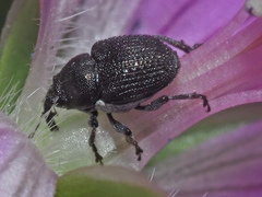 Zacladus geranii