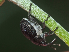 Zacladus geranii