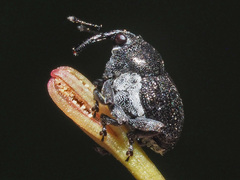 Zacladus geranii