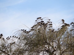 Xanthocephalus xanthocephalus