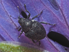 Zacladus geranii